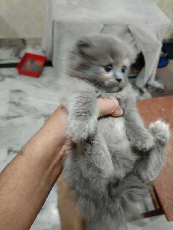 Persian Triple coated Kitten.   (0332-0037723) 2