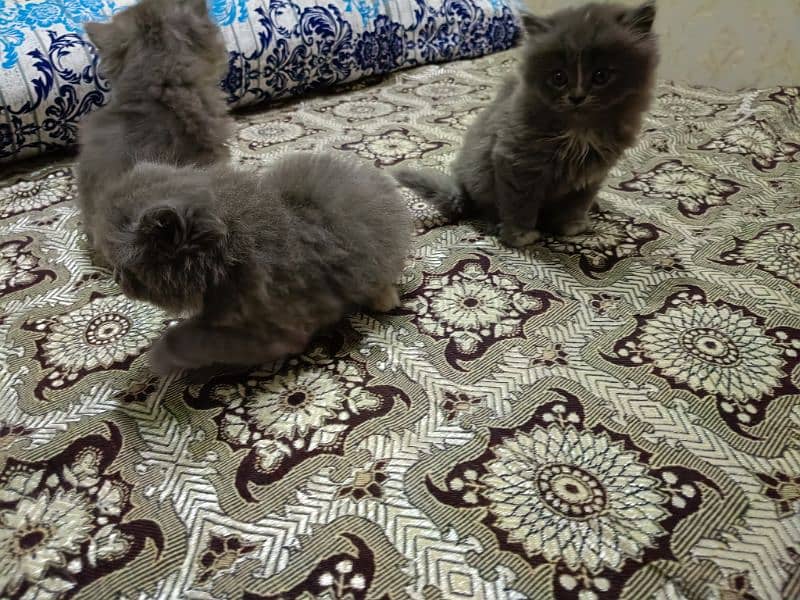 Persian Triple coated Kitten.   (0332-0037723) 4