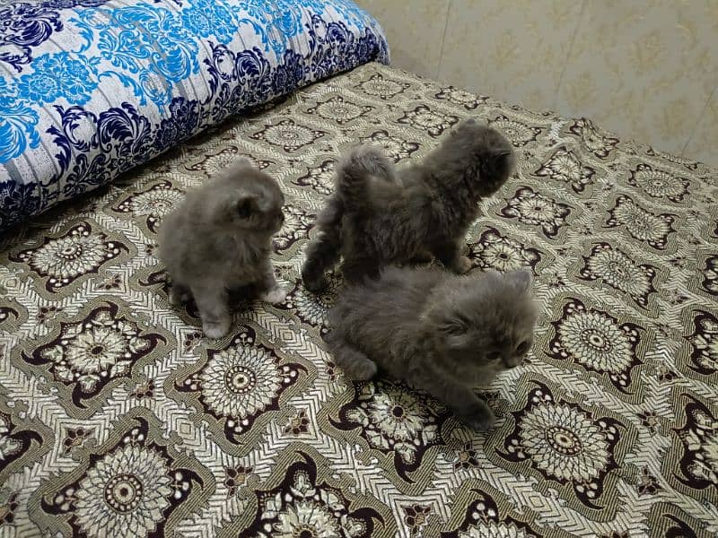 Persian Triple coated Kitten.   (0332-0037723) 5