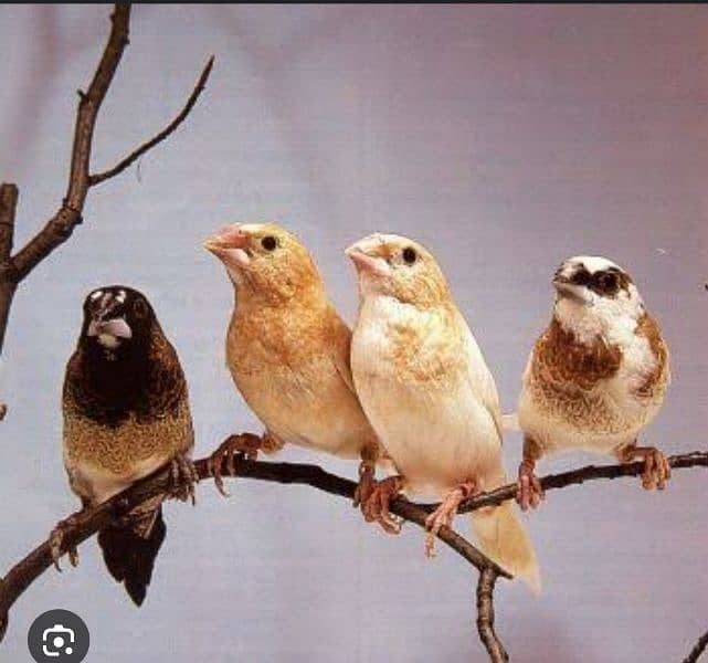 Required Required Hogoromo males and banglize finches 2