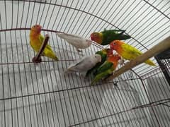 Love birds for sale