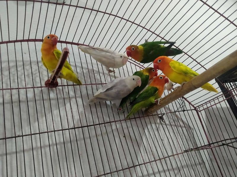 Love birds for sale 0