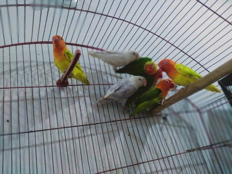 Love birds for sale 1