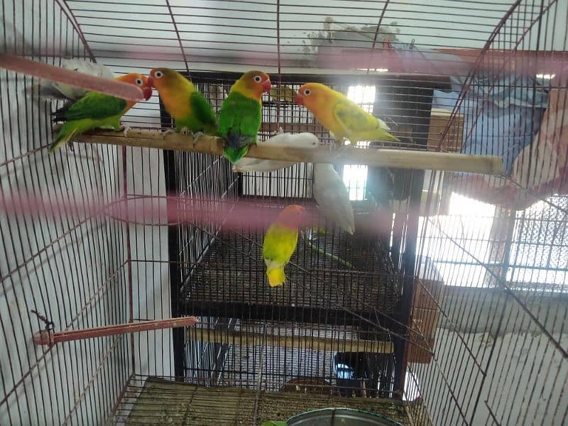 Love birds for sale 3