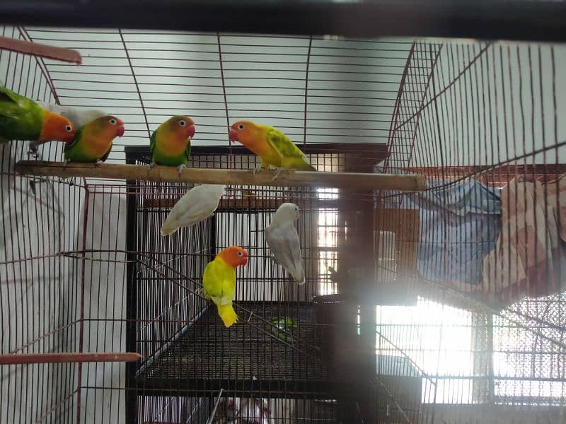 Love birds for sale 4