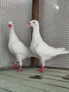 Danish pair available