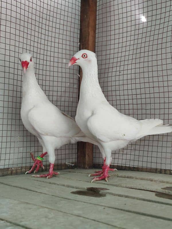 Danish pair available 0