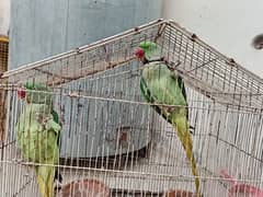 raw parrot pair