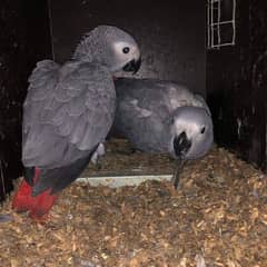 African grey parrot cheeks for sale 03=25=39=82=747