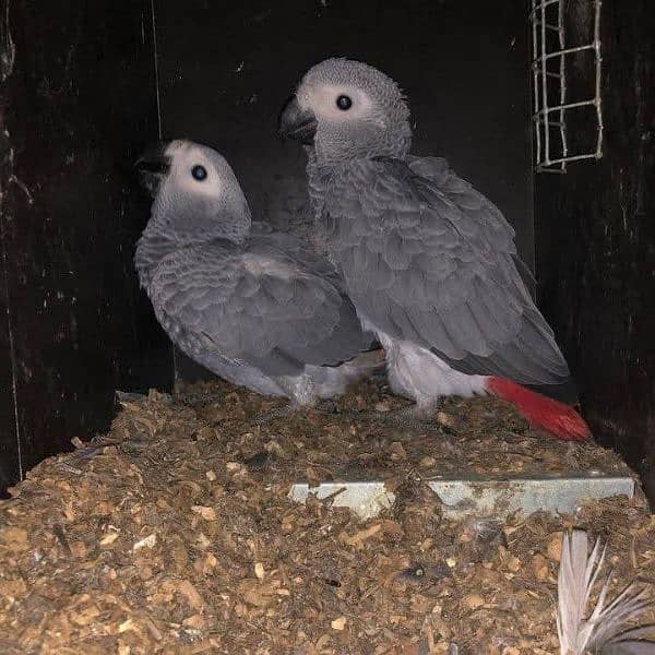 African grey parrot cheeks for sale 03=25=39=82=747 1