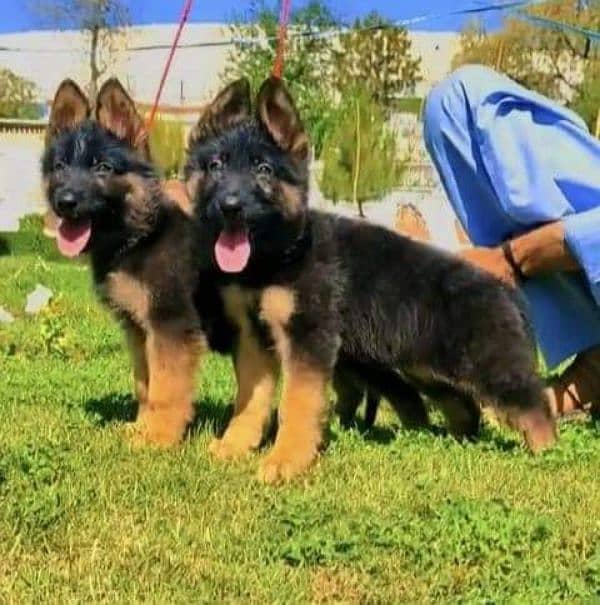 German shepherd male / female puppies available for sale 0