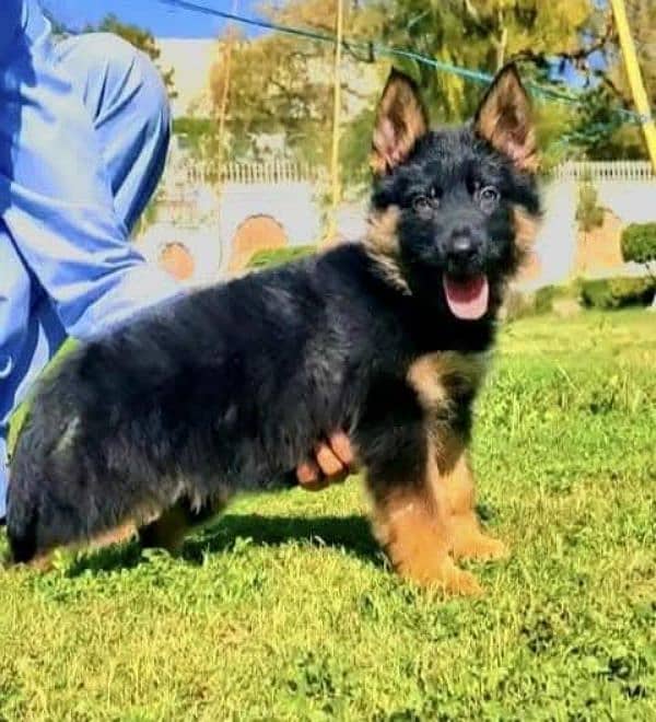 German shepherd male / female puppies available for sale 1