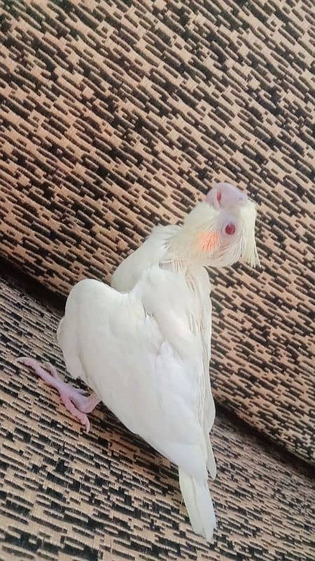 COCKTAIL TAMED CHICKS FOR SELL 2