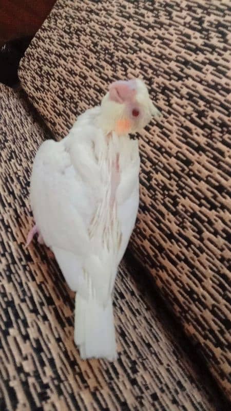 COCKTAIL TAMED CHICKS FOR SELL 3