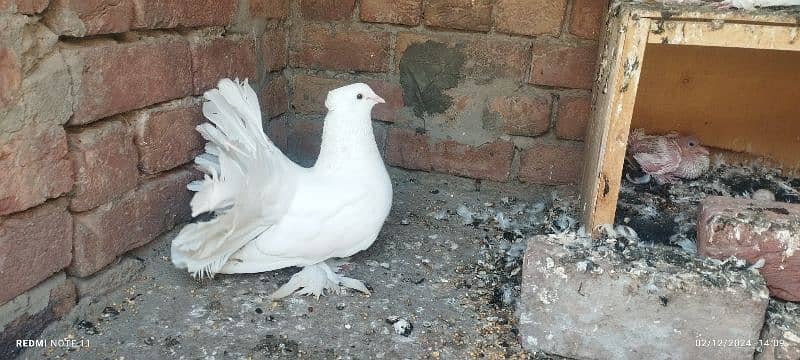 Lakka/kabotar/pigeon 0