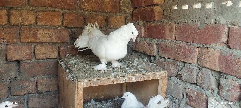 Lakka/kabotar/pigeon 1