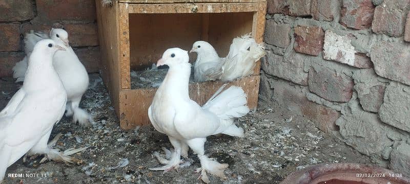 Lakka/kabotar/pigeon 2