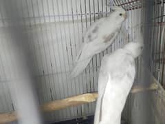 cockatiel