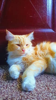 Sunkissed Ginger Beauty for Sale – Ready for Her Forever Home!