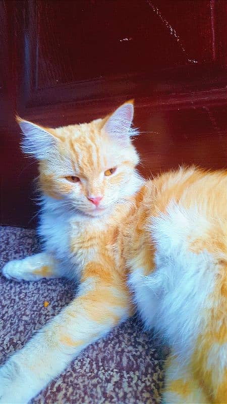 Sunkissed Ginger Beauty for Sale – Ready for Her Forever Home! 1