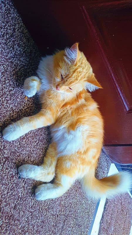 Sunkissed Ginger Beauty for Sale – Ready for Her Forever Home! 3