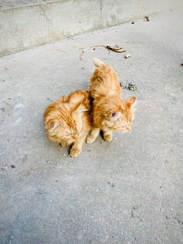 pair of Persian cats 2