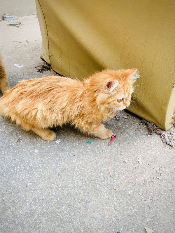 pair of Persian cats 3