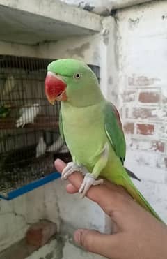 hand tame raw parrot (female)