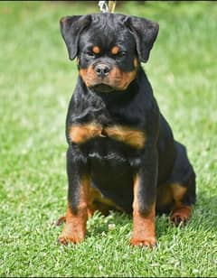 TOP QUALITY ROTTWEILER PUPPY AVAILABLE FOR SALE