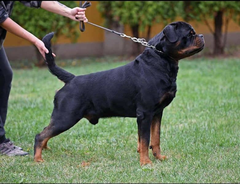 TOP QUALITY ROTTWEILER PUPPY AVAILABLE FOR SALE 1