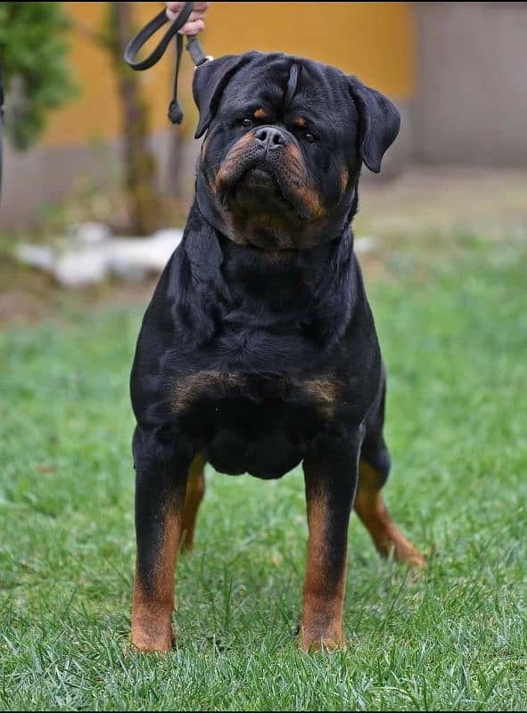 TOP QUALITY ROTTWEILER PUPPY AVAILABLE FOR SALE 2