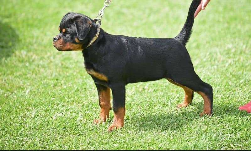 TOP QUALITY ROTTWEILER PUPPY AVAILABLE FOR SALE 3