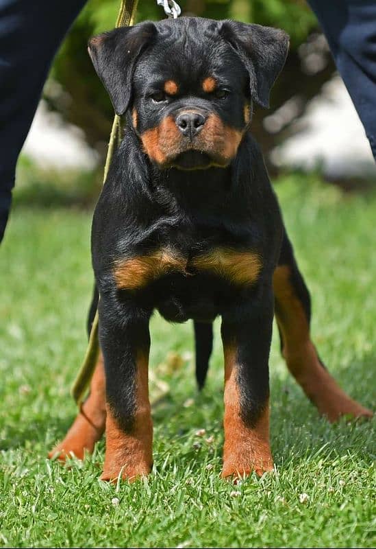 TOP QUALITY ROTTWEILER PUPPY AVAILABLE FOR SALE 4