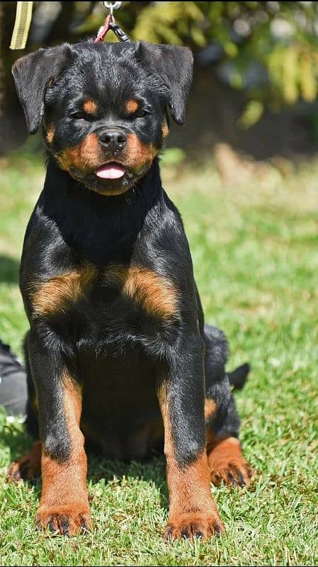 TOP QUALITY ROTTWEILER PUPPY AVAILABLE FOR SALE 5