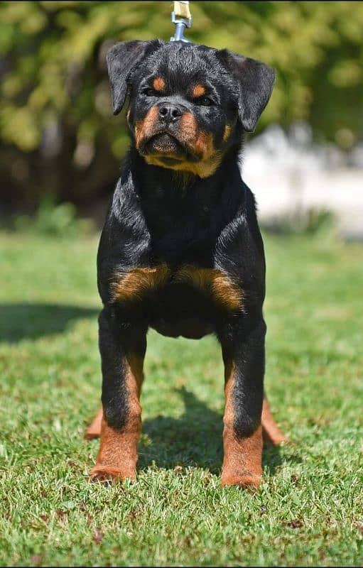 TOP QUALITY ROTTWEILER PUPPY AVAILABLE FOR SALE 6