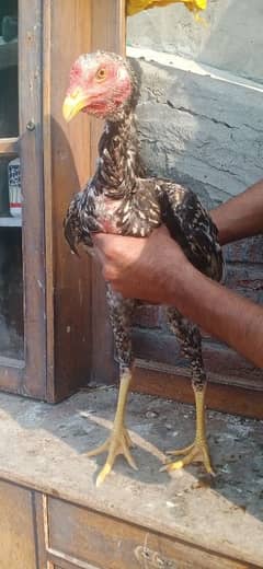 Top Quality Aseel Birds for Sale 03317960988