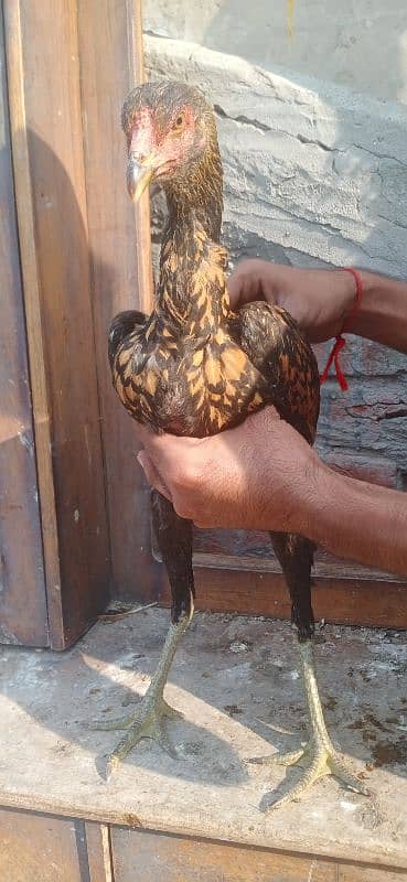 Top Quality Aseel Birds for Sale 03317960988 2