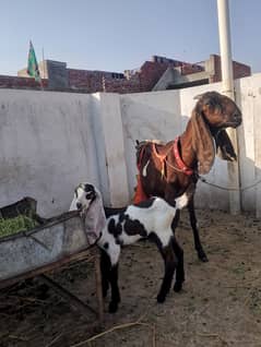 Beetal Goat With 2 Kids 03147624957