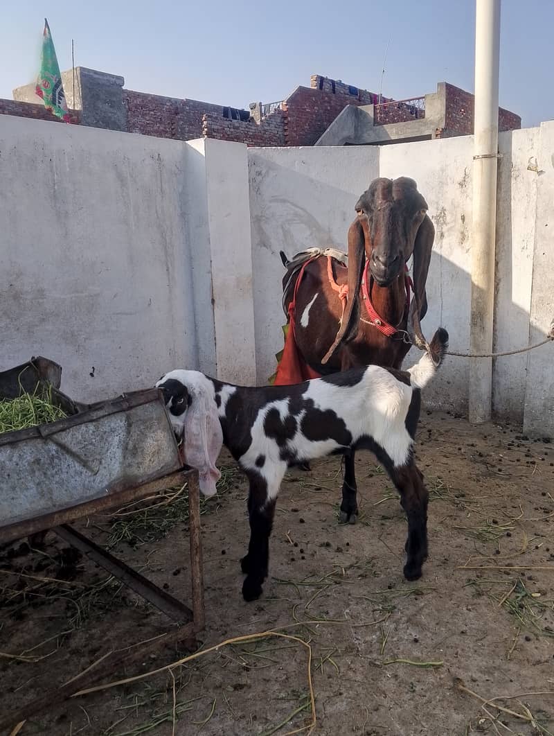 Beetal Goat With 2 Kids 03147624957 3