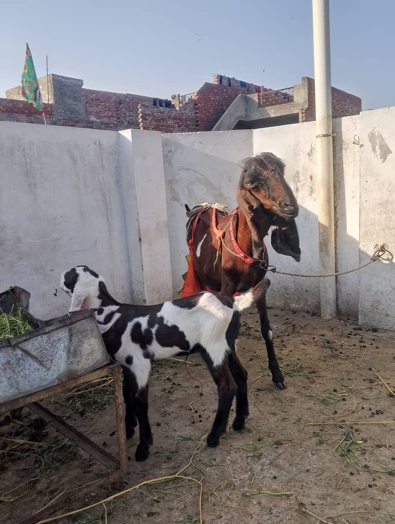 Beetal Goat With 2 Kids 03147624957 4