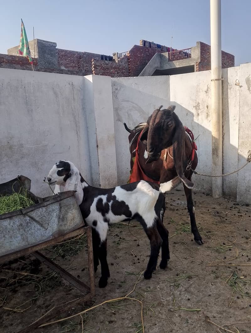 Beetal Goat With 2 Kids 03147624957 6