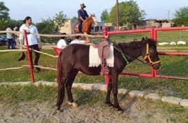 small female ponies