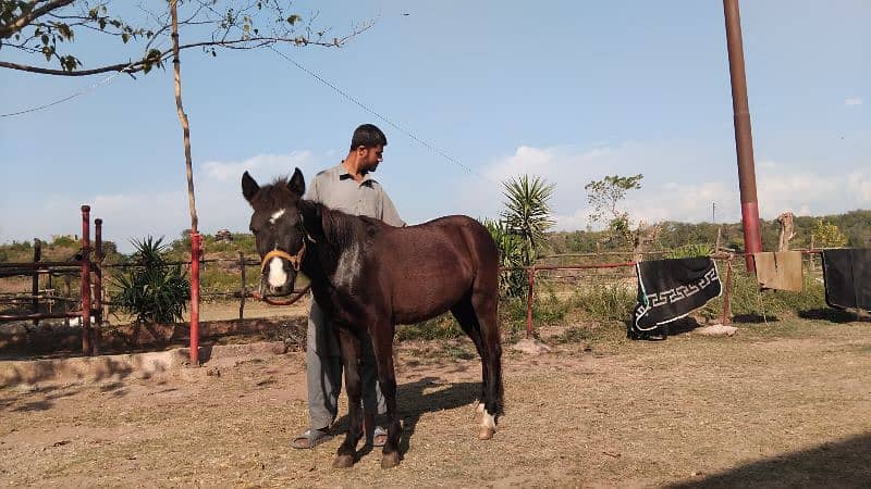 small female ponies 3