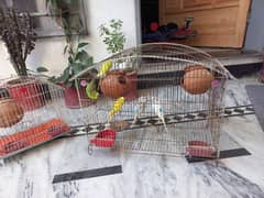 6 Buggie with cage