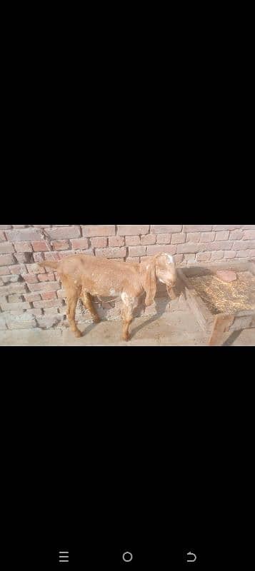 BAKARA BAKRI OR BACHA JORI 3