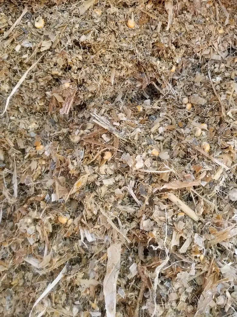 corn silage 4