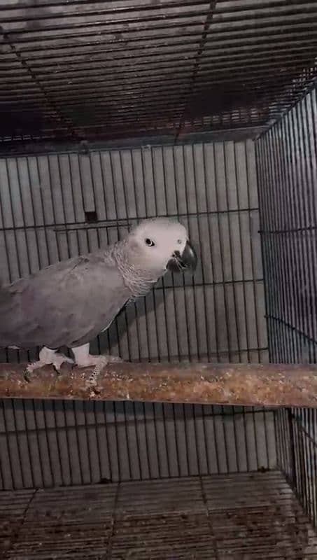 african grey congo 0