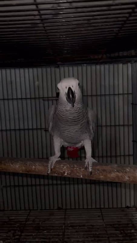 african grey congo 1