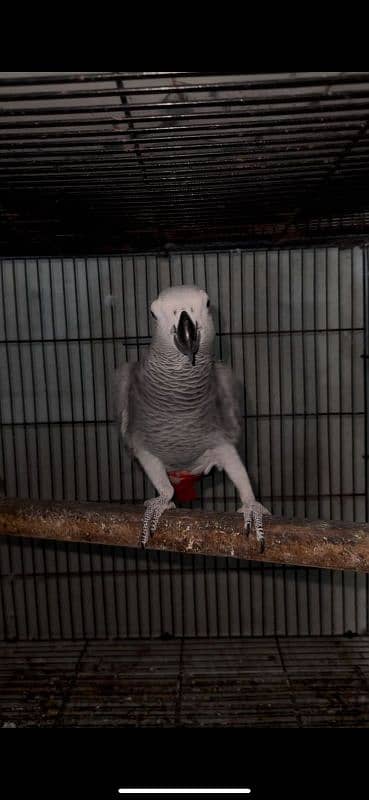 african grey congo 2