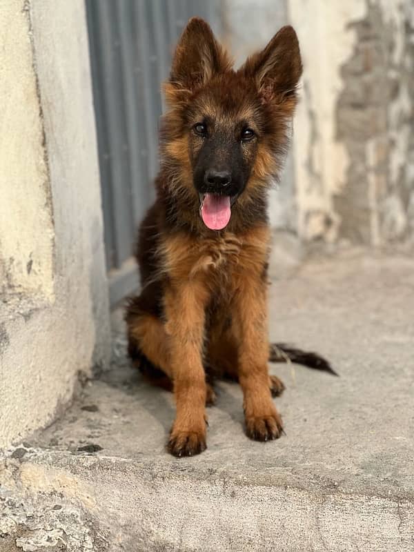 long coat German shepherd puppy 0